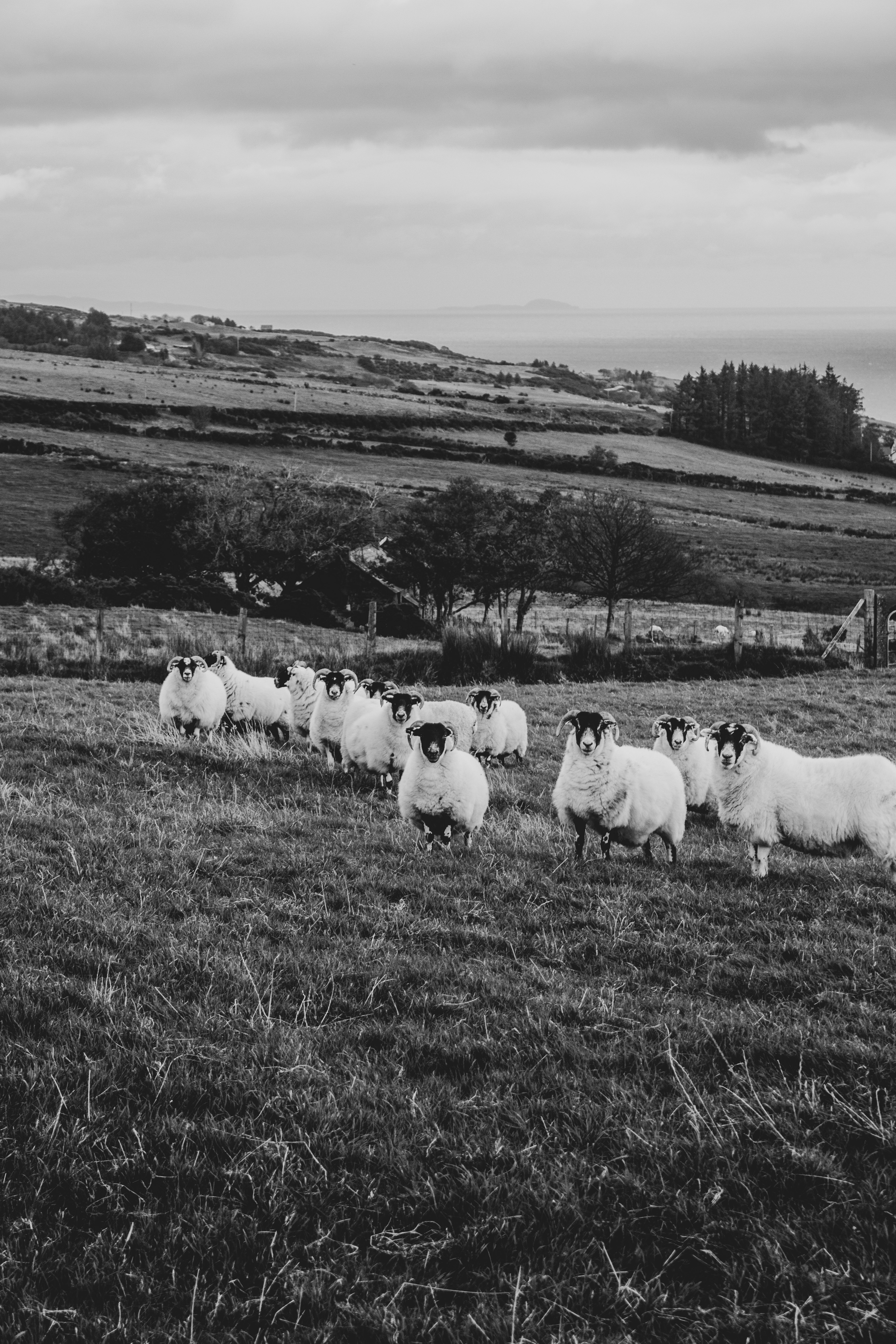 herd of sheep on grass field during daytime